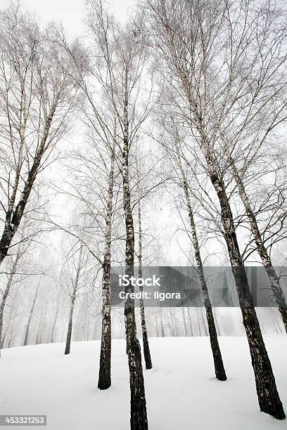 Bosque De Invierno Foto de stock y más banco de imágenes de Aire libre - Aire libre, Alto - Descripción física, Arboleda