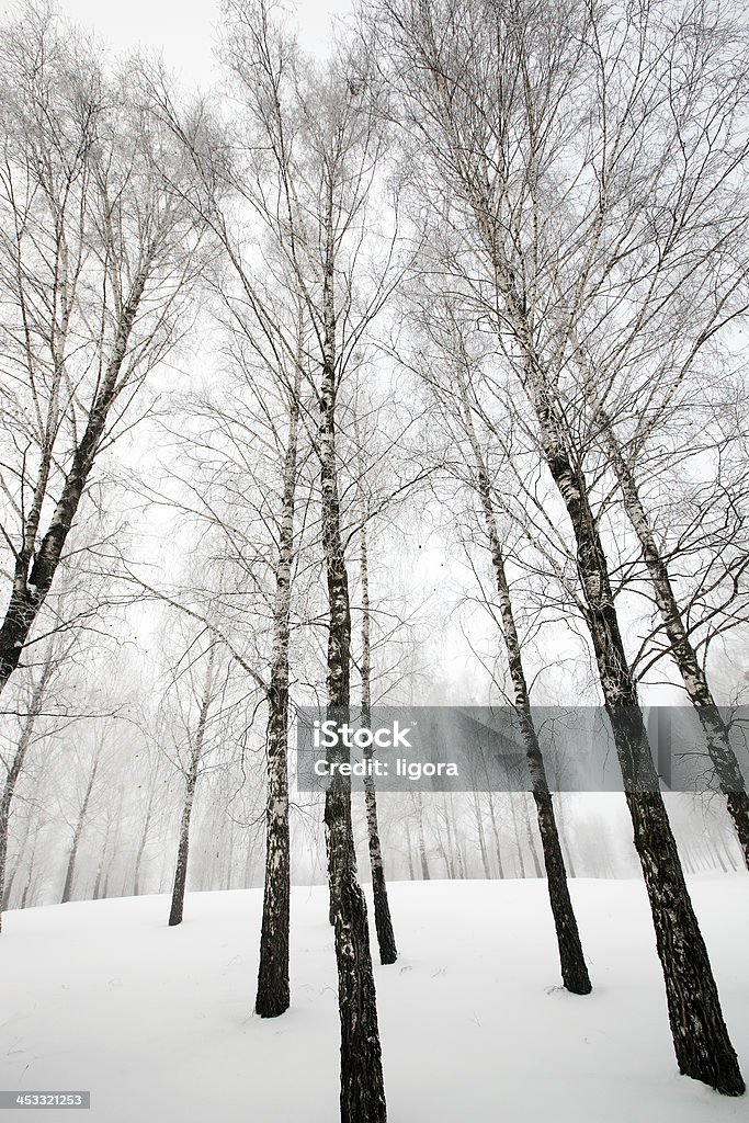 zimowy las - Zbiór zdjęć royalty-free (Bez ludzi)