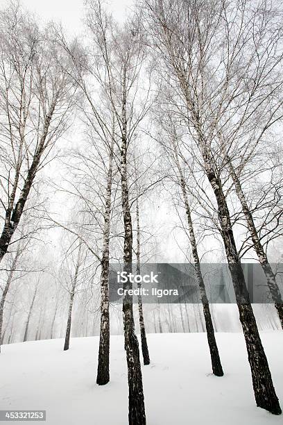 Foto de Floresta De Inverno e mais fotos de stock de Alto - Descrição Geral - Alto - Descrição Geral, Bosque - Floresta, Bosque - Área arborizada