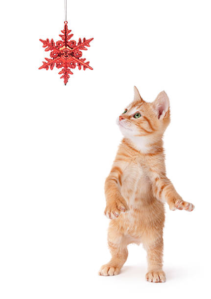 istock Orange tabby kitten standing to paw at a red ornament 453321383