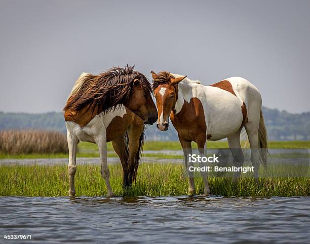 Playful Wild Horses Stock Photo - Download Image Now - Horse, Animals In The Wild, Assateague Island