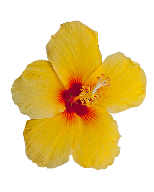 istock Pua Aloalo (Yellow Hibiscus) 453380751