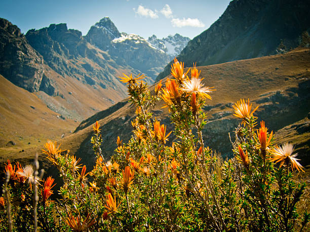 Landscape with mountain flowers in Cordillera Blanca. Andes mountains in Huascarán national park, Peru.