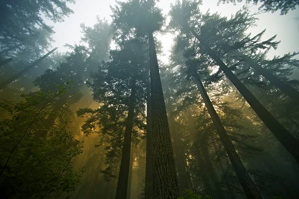 Redwood Forest California State Coast Redwood ( Sequoia Sempervirens ) Forest in Fog. Northern California Forestry. Wide Angle Photography. Nature Photography Collection. sequoia sempervirens stock pictures, royalty-free photos & images