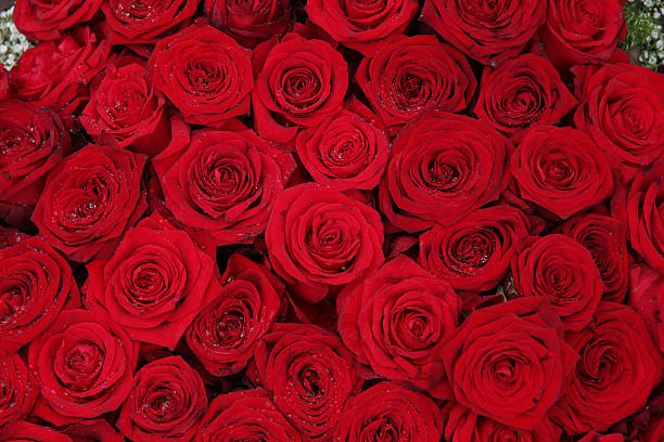 istock Big group of red roses 453382291