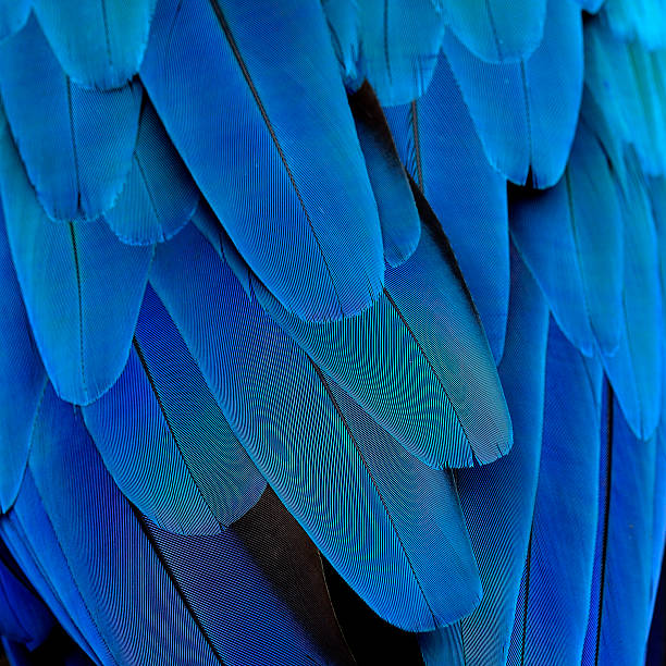 istock Blue and Gold Macaw Feathers for texture design 453382945