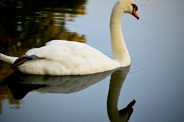 istock swim away swan 453383205