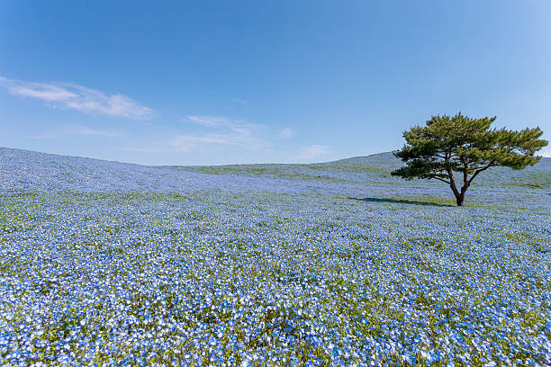 istock Nemophila Baby blue eyes and tree 453385791