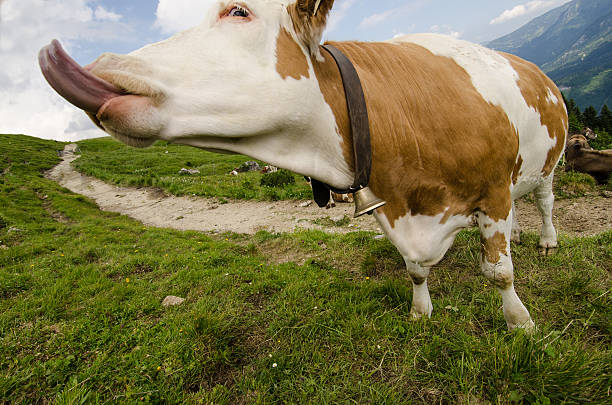 istock Cow with long tongue 453385877