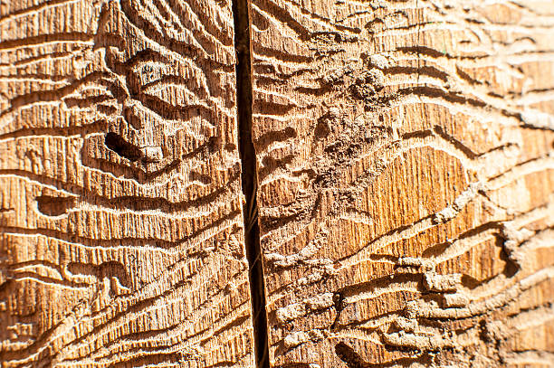 istock corridors bark beetles in dead wood 453386013