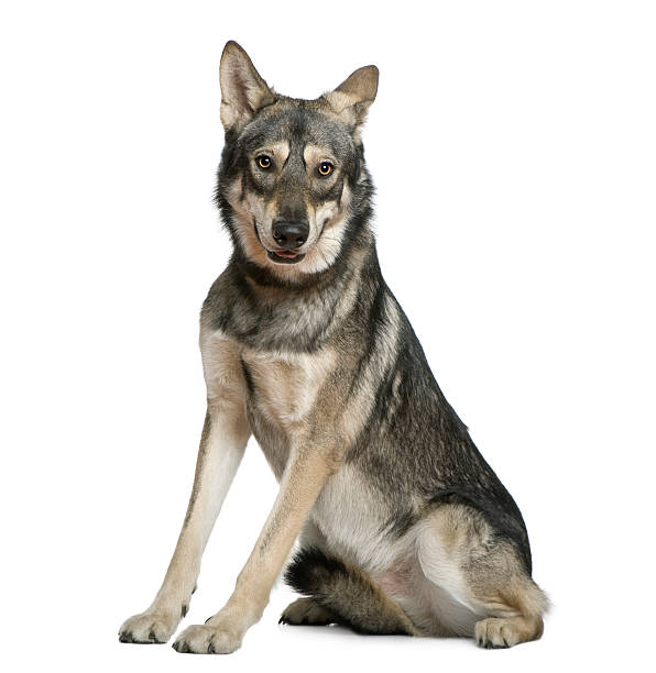 istock side view of Saarlooswolfhond, 18 months old, sitting. 453386089