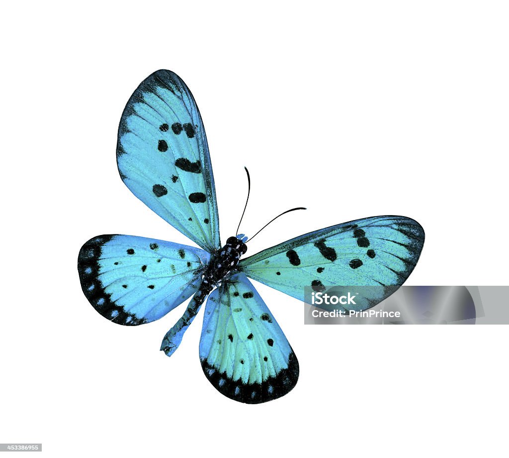 Blue Butterfly in fancy color (Tawny Coster butterfly) isolated Blue Butterfly in fancy color (Tawny Coster butterfly) isolated on white background Animal Markings Stock Photo