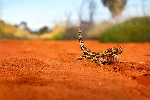 thorny 悪魔リザードに、赤いアウトバック - thorny devil lizard ストックフォトと画像