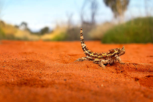 Thorny Devil Lizard in the red outback Small Thorny Devil lizard in red outback desert of Australia. moloch horridus stock pictures, royalty-free photos & images