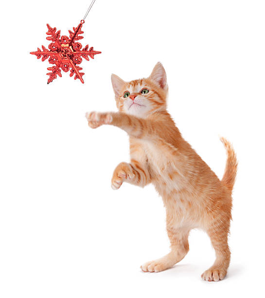 istock Cute Orange Kitten Playing with a Christmas Ornament on White 453393765