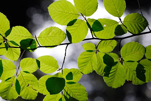 Green leaves illuminated by the sun