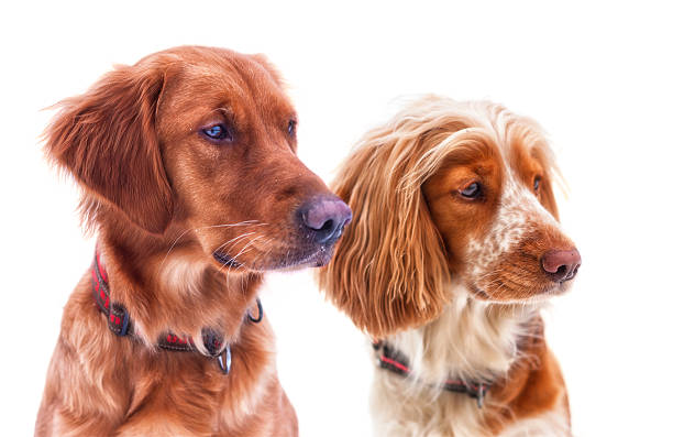 istock Portraits of dogs 453402695