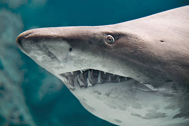 Shark fish Shark fish closeup taken through the glass of aquarium. animal teeth stock pictures, royalty-free photos & images