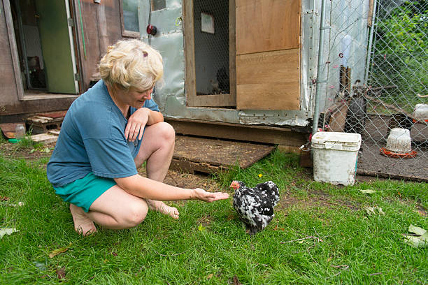 istock Woman feeding her barred rock chicken 453404343