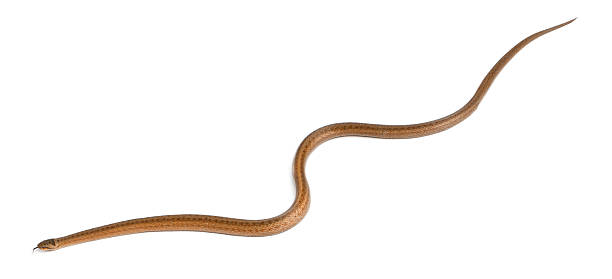 istock Smooth snake, Coronella austriaca, in front of white background 453404517