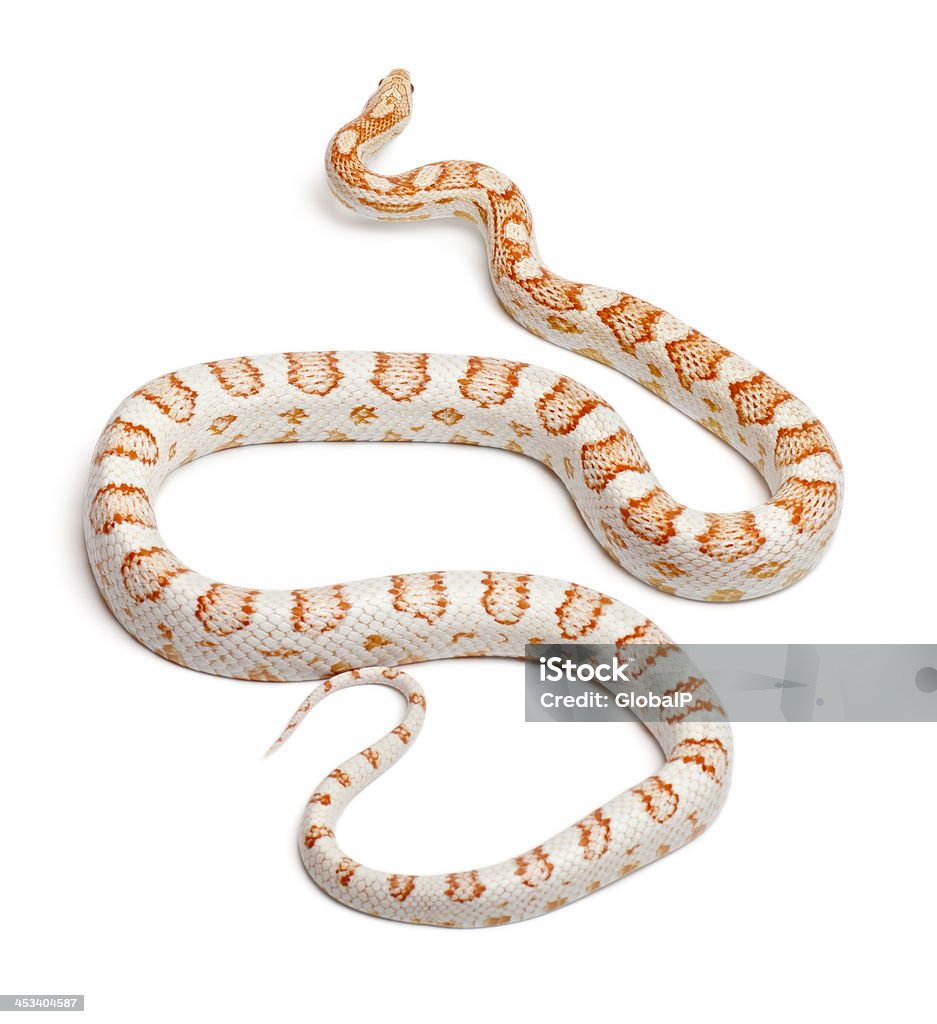 Candy Cane Corn Snake Pantherophis Guttatu Stock Photo - Download Image Now - Animal, Animal Themes, Animal Wildlife - iStock Candy Cane Corn Snake Pantherophis Guttatu Stock Photo - Download Image Now - Animal, Animal Themes, Animal Wildlife - Istock