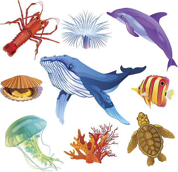 Be wildlife Fine colorful icon set with 9 sea animals: Fish, Dolphin, Whale, Shell, Lobster, Coral, Sea turtle,Sea anemone and Jellyfish cassis cornuta stock illustrations