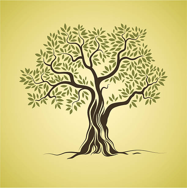 ilustrações, clipart, desenhos animados e ícones de oliveira tree - olive tree illustrations