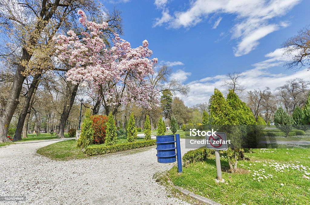 Keine Hunde, spring outdoor park magnolia Baum blosom - Lizenzfrei Ast - Pflanzenbestandteil Stock-Foto