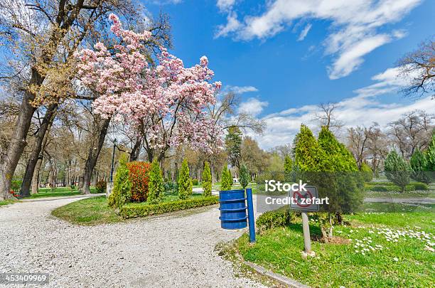 Cani Non Primavera Magnolia Albero Blosom Parco Allaperto - Fotografie stock e altre immagini di Aiuola