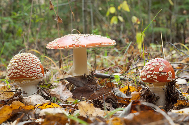 Fly agaric. Amanita muscaria mashroom