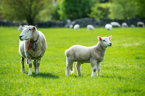 Sheeps of Norway stock photo