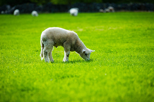 Sheeps of Norway stock photo