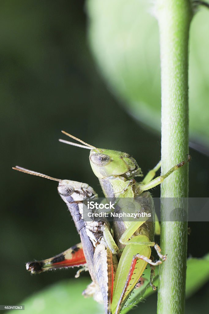 Apareamiento locust en la planta - Foto de stock de Aire libre libre de derechos