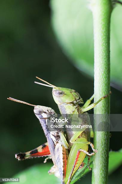 Apareamiento Locust En La Planta Foto de stock y más banco de imágenes de Aire libre - Aire libre, Amor - Sentimiento, Animal