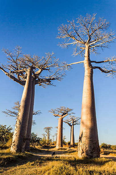 istock The Baobab Alley 453411351
