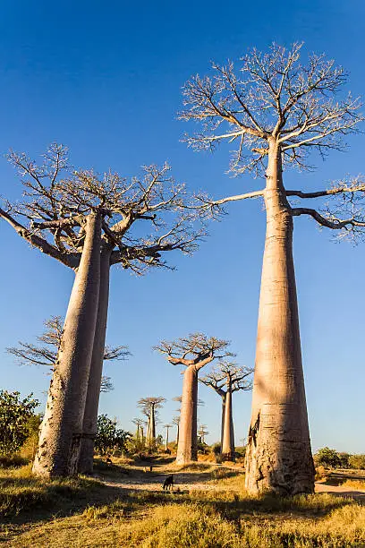 Photo of The Baobab Alley