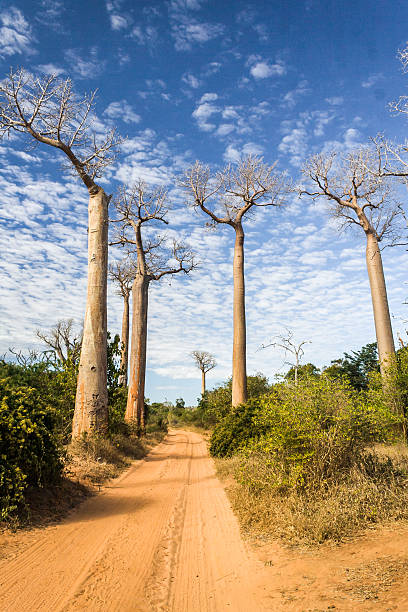 istock The Baobab Alley 453411735