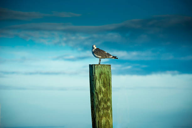 Beatiful Seagull stock photo