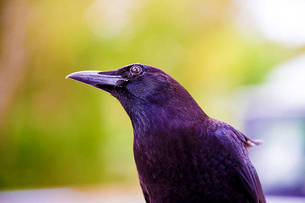 Beatiful Crow stock photo