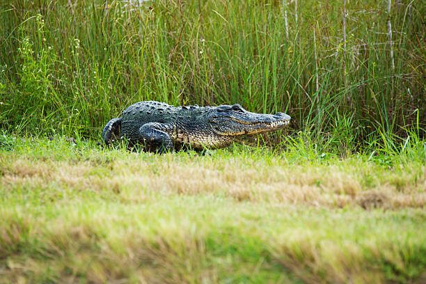 Everglades Alligator stock photo