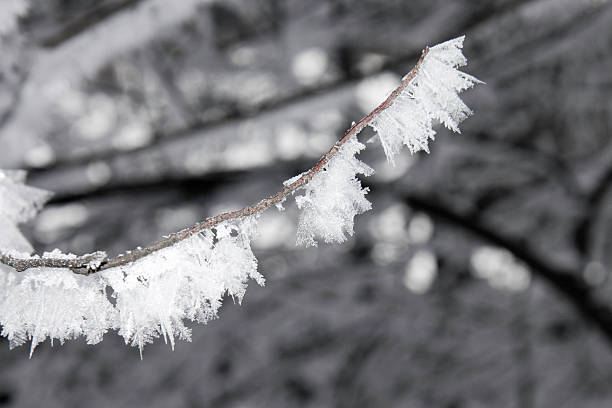 Iced branch stock photo