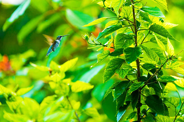 Beautiful Hummingbird and a Flower stock photo