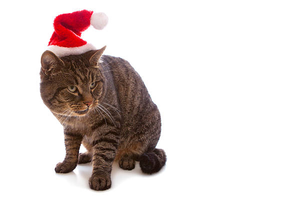 istock Gray cat with red Santa Claus hat . 453414247
