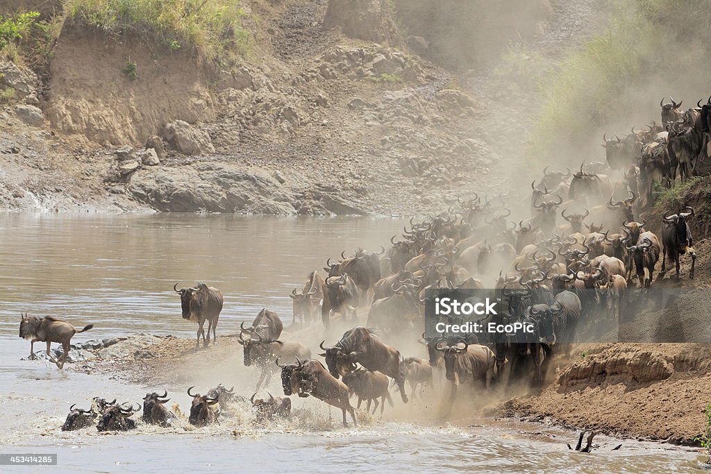 Wildebeest migration Migratory blue wildebeest (Connochaetes taurinus) crossing the Mara river, Masai Mara National Reserve, Kenya Animal Migration Stock Photo