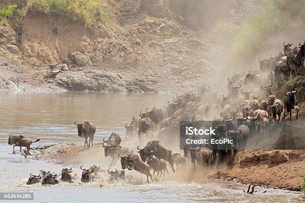 Wildebeest Migration Stock Photo - Download Image Now - Animal Migration, Awe, Kenya