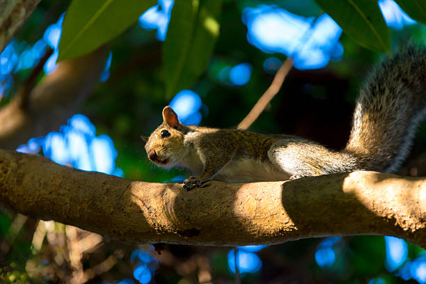 Squirell in a Tree stock photo