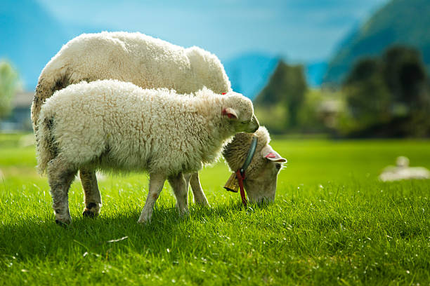 Sheeps of Norway stock photo