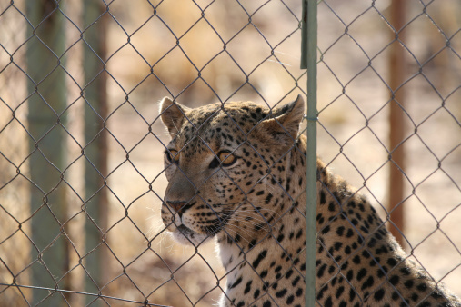 Leopard behind a fence in Namibia
