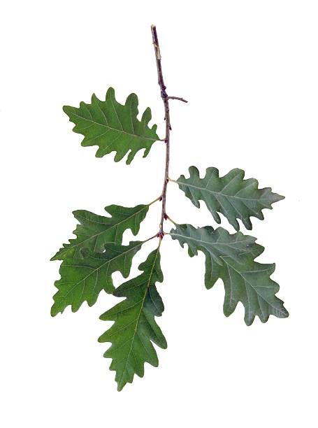 istock twig of oak tree with green leaves 453414729