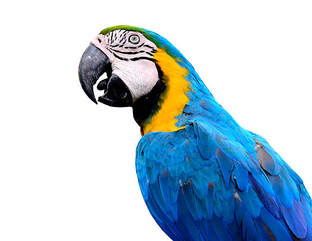 istock Closeup of blue and gold macaw bird 453416145